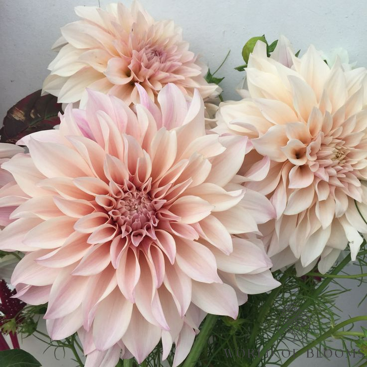 Dahlias
