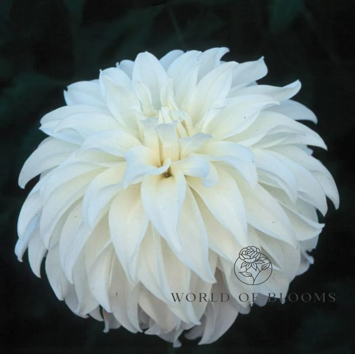 Dahlia Decorative 'Lady Liberty'