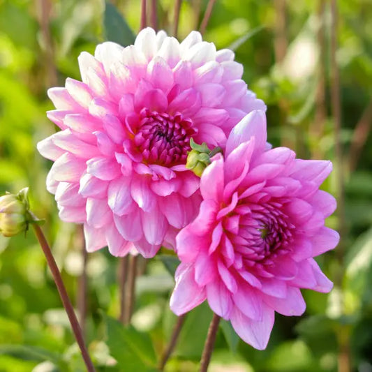 Dahlia Decorative 'Rosella'