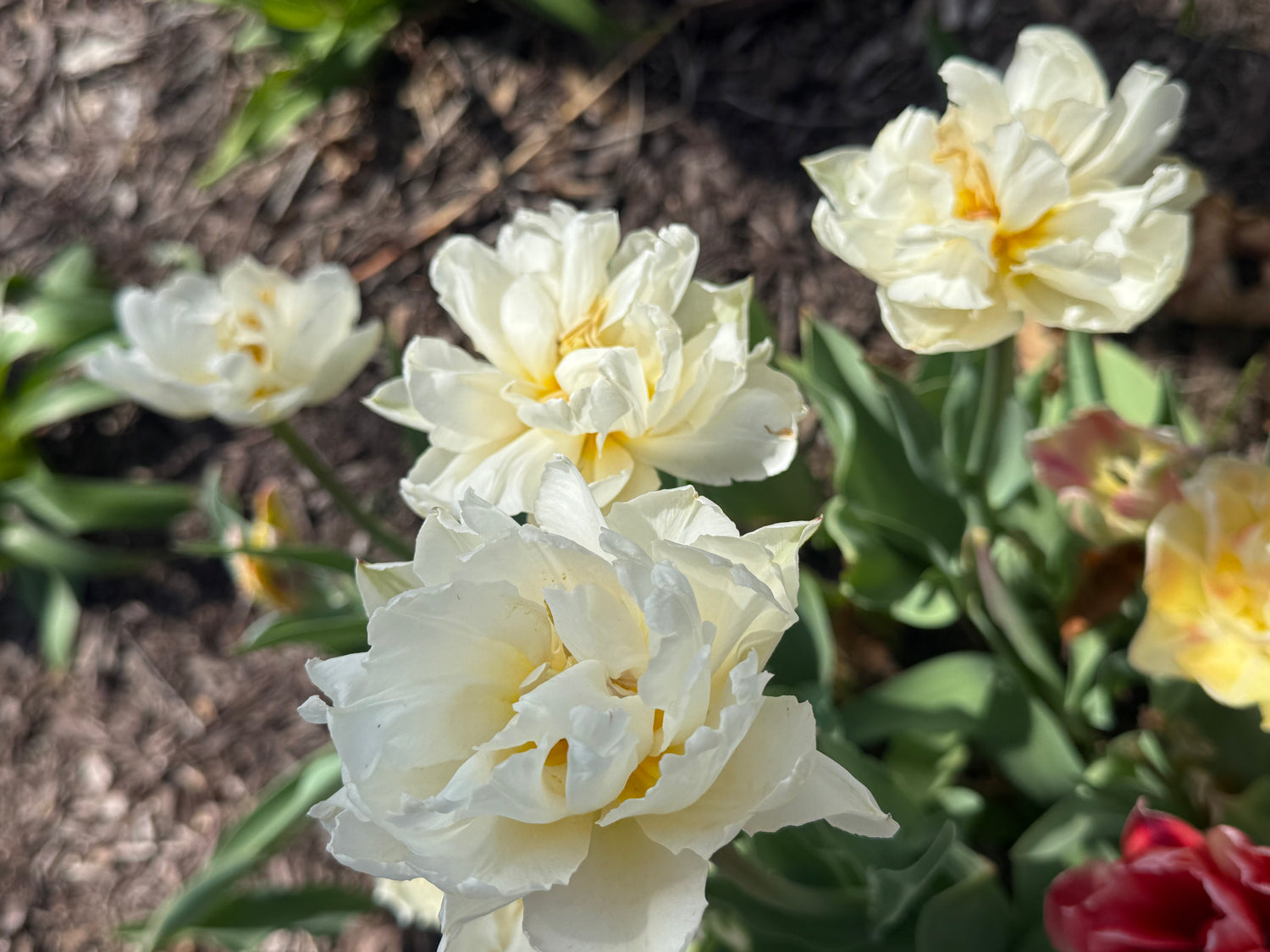Daffodil Double 'Obdam'