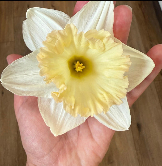 Daffodil Double 'British Gamble'