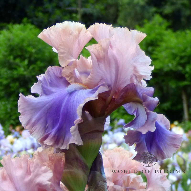 Bearded Iris ‘Florentine Silk’