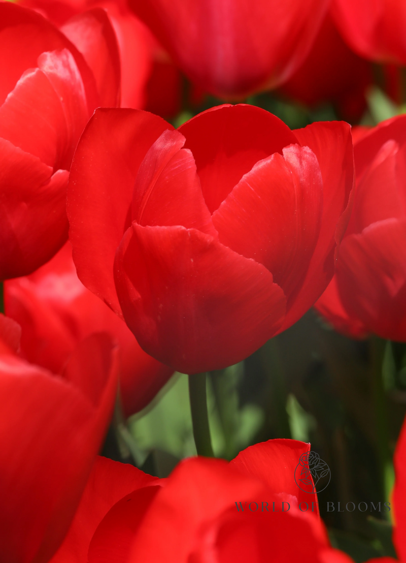 Tulip 'Red Van Eijk'