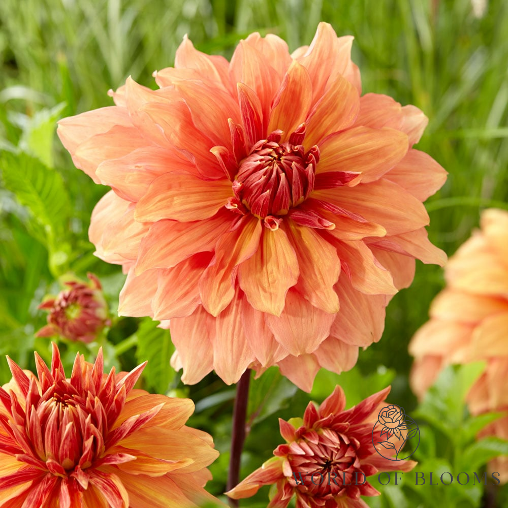 Dahlia Dinnerplate 'Mango Madness'