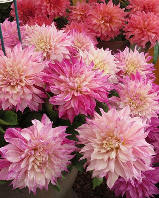 Dahlia Dinnerplate 'Cafe au Lait Royal'