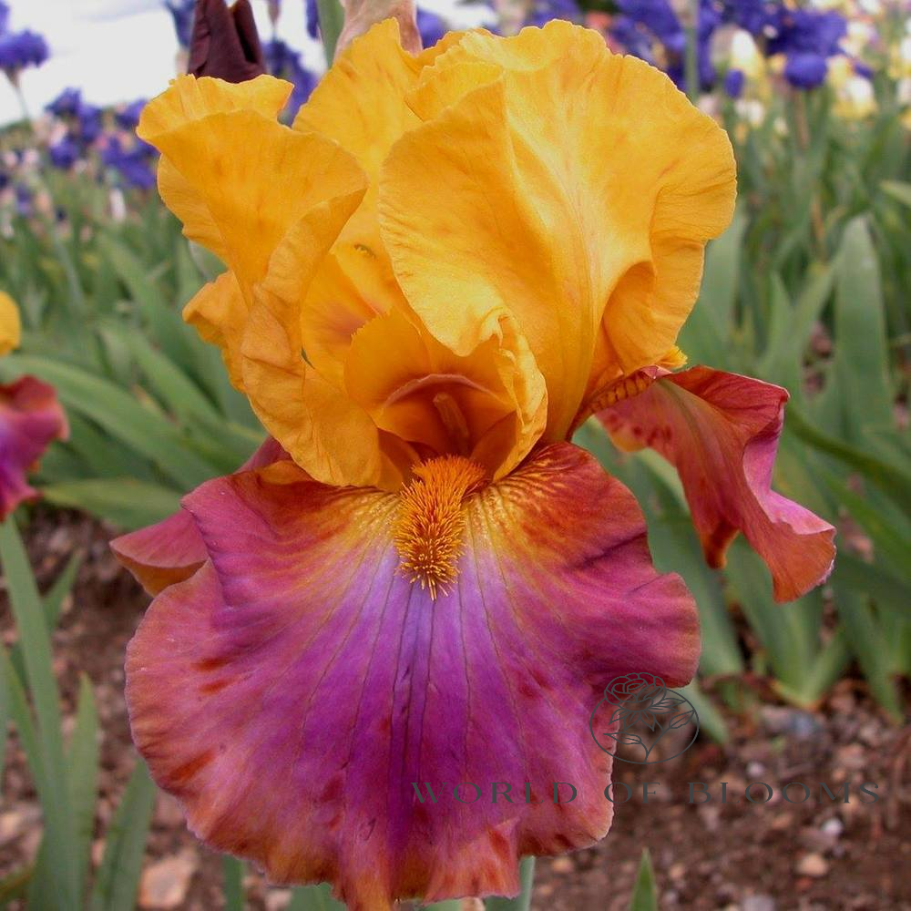 Bearded Iris ‘Megabucks’