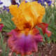 Bearded Iris ‘Megabucks’