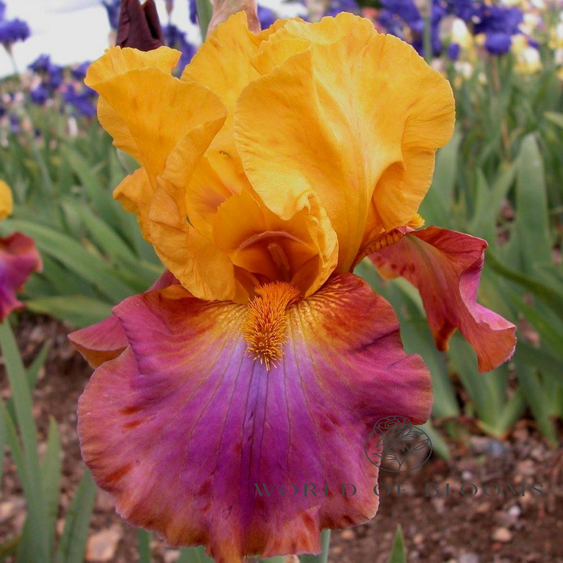 Bearded Iris ‘Megabucks’