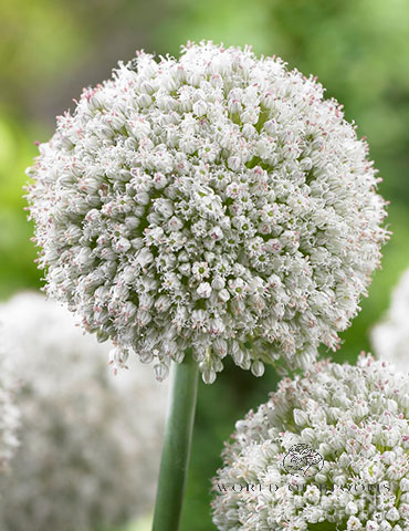 Allium 'Ping Pong'