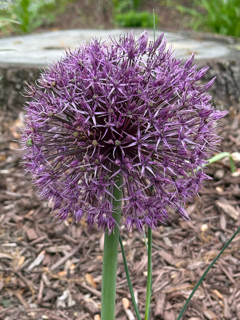 Giant 'Universe' Allium