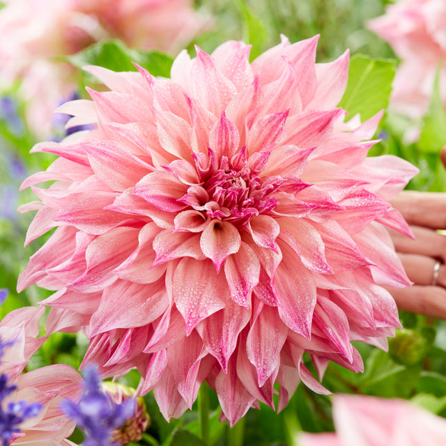 Dahlia Dinnerplate 'Cafe au Lait Royal'