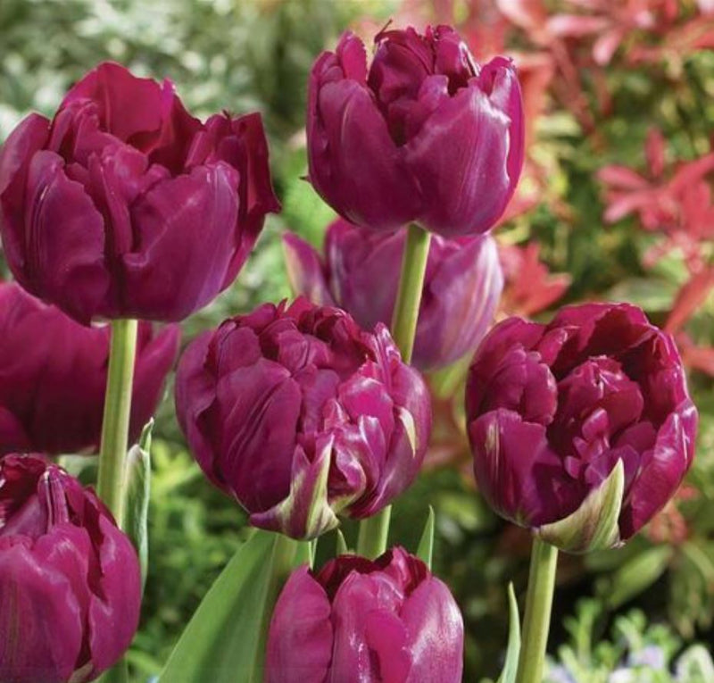 Tulip 'Royal Acres'