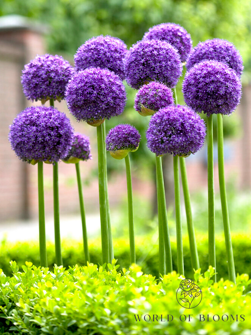 Allium 'Gladiator'