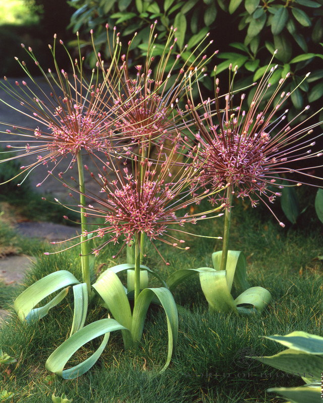 Allium 'Schubertii'