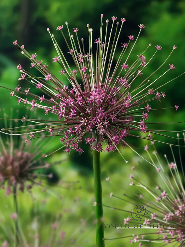 Allium 'Schubertii'