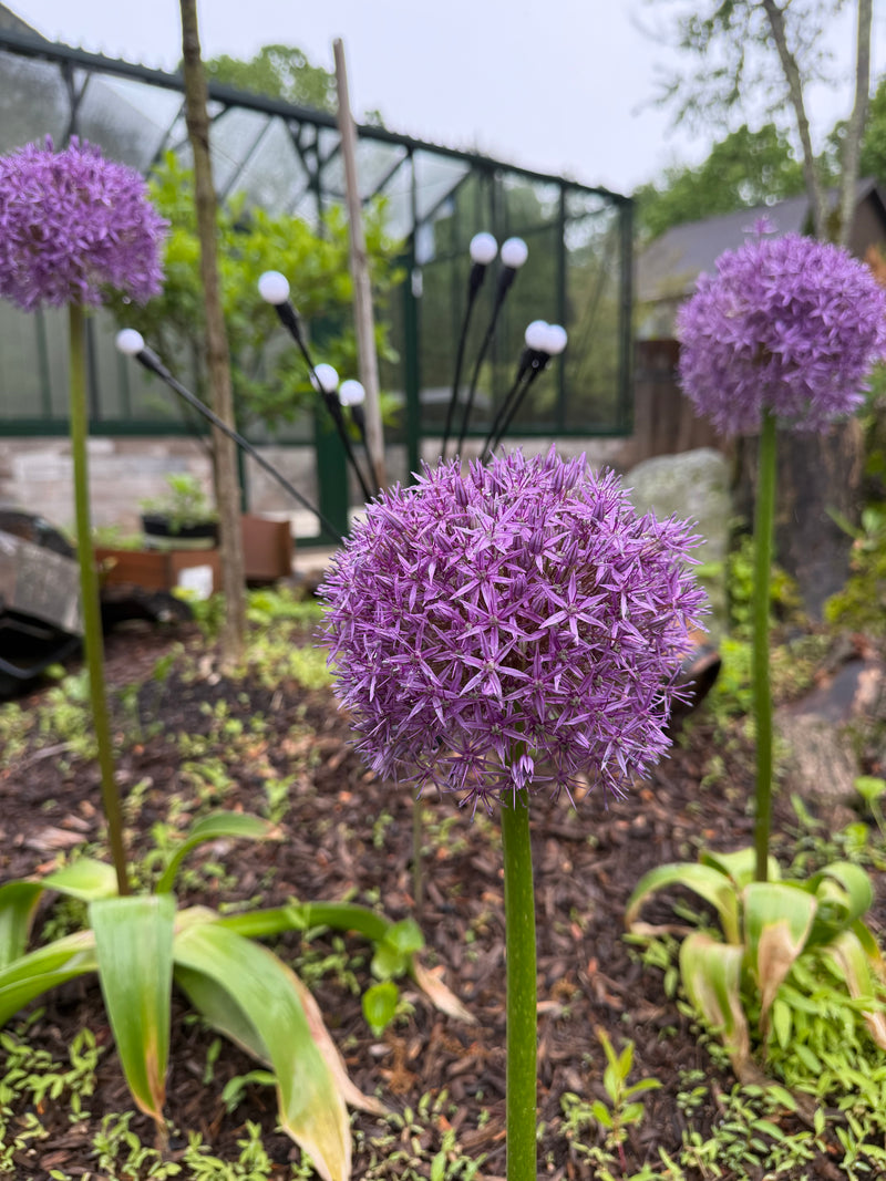 Giant 'Globemaster' Allium