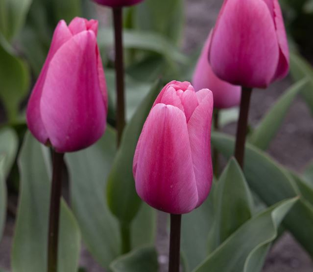 Tulip 'Big Love'