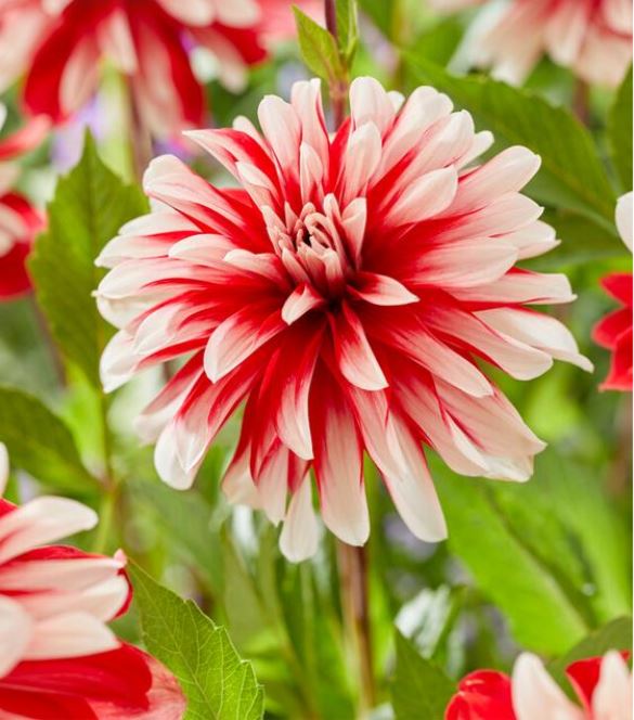 Dahlia Decorative 'Catching Fire'