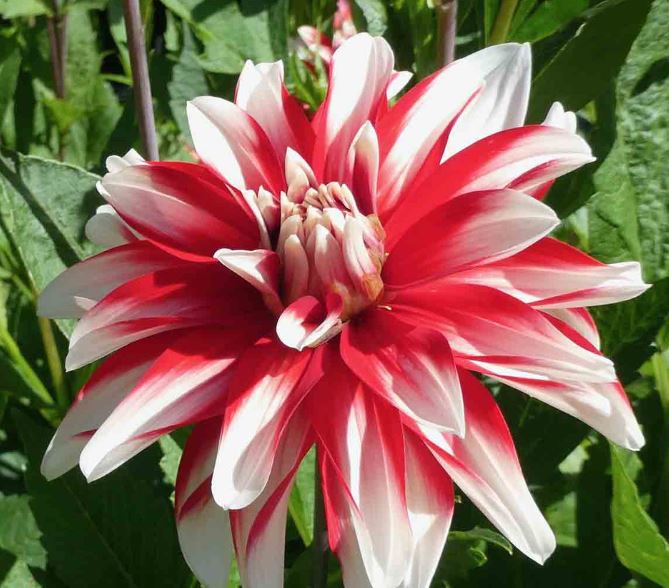Dahlia Decorative 'Catching Fire'