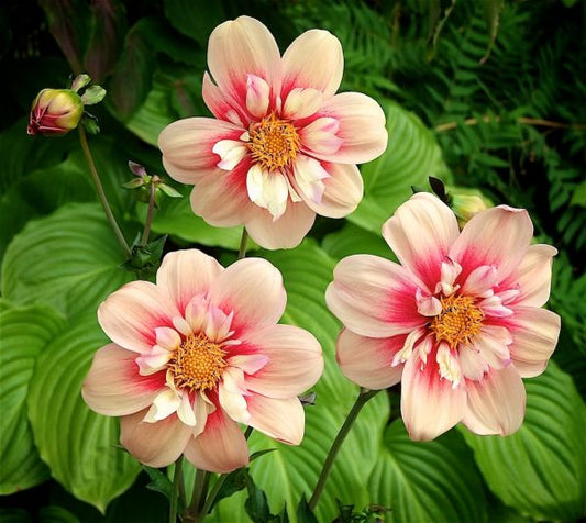 Dahlia Collarette 'Rhubarb and Custard'