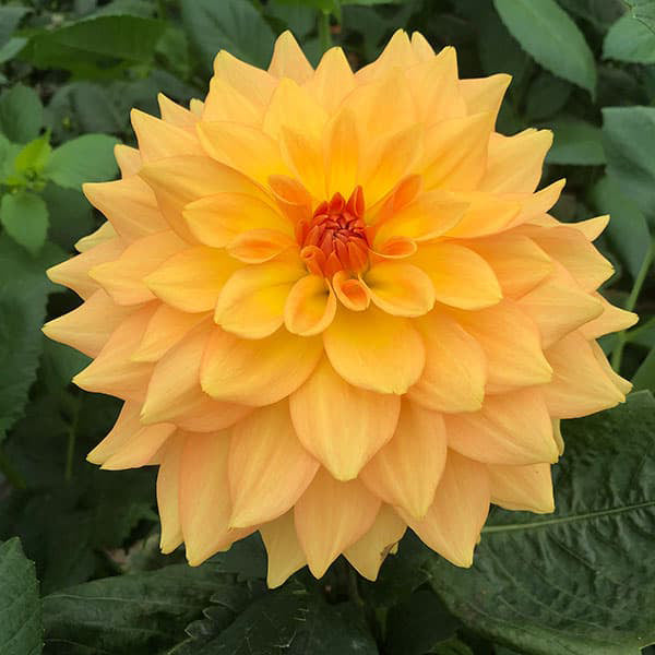 Dahlia Decorative 'Karma Gold'
