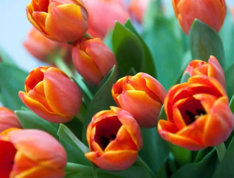 Tulip 'Ad Rem'
