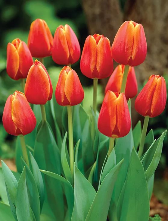 Tulip 'Ad Rem'