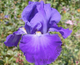 Bearded Iris ‘Feed Back’