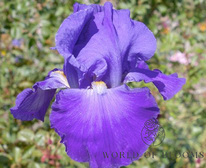 Bearded Iris ‘Feed Back’