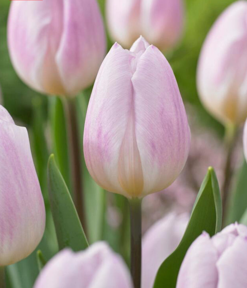 Tulip Triumph 'Sweet Flag'