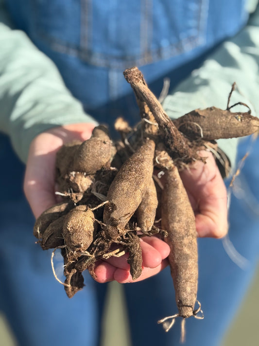 Dahlia Decorative 'Karma Gold'