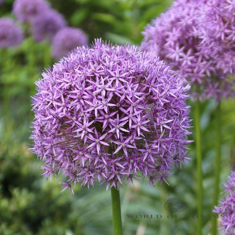 Allium 'Gladiator'