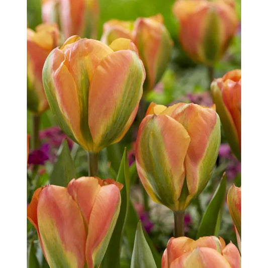 Tulip Double Late 'Orange Marmalade'