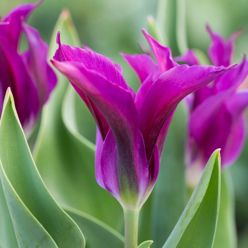 Tulip Double Late 'Purple Doll'