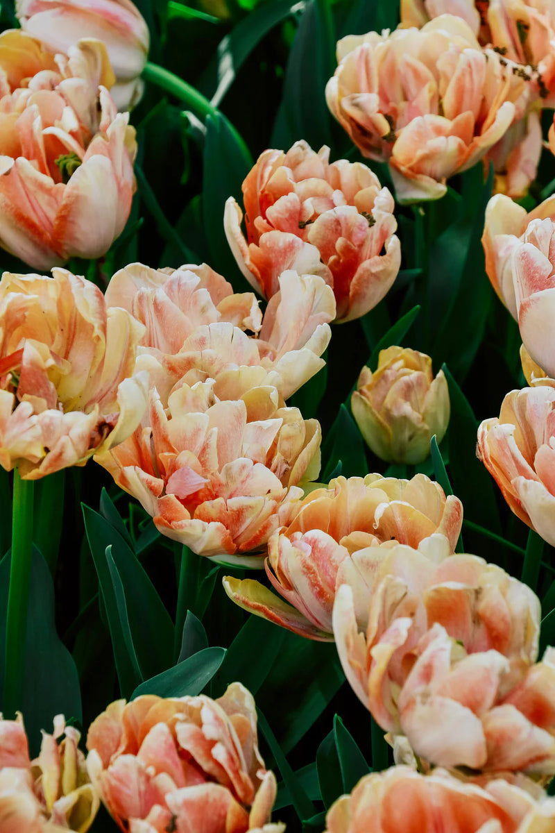 Tulip Double Mid 'Foxy Foxtrot'