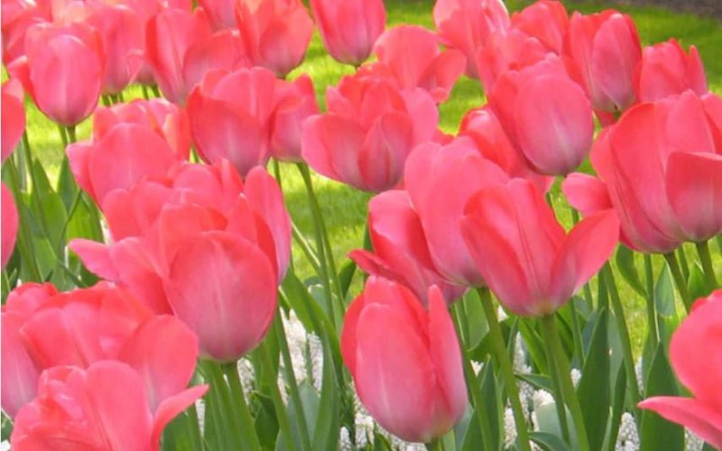 Tulip 'Van Eijk'