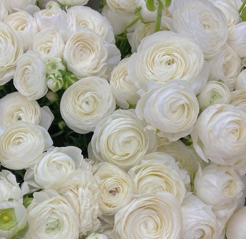 Ranunculus Tecolote® 'White'