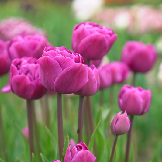 Tulip Double 'Backpacker'