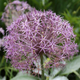 Allium Giant 'Christophii (Star of Persia)'