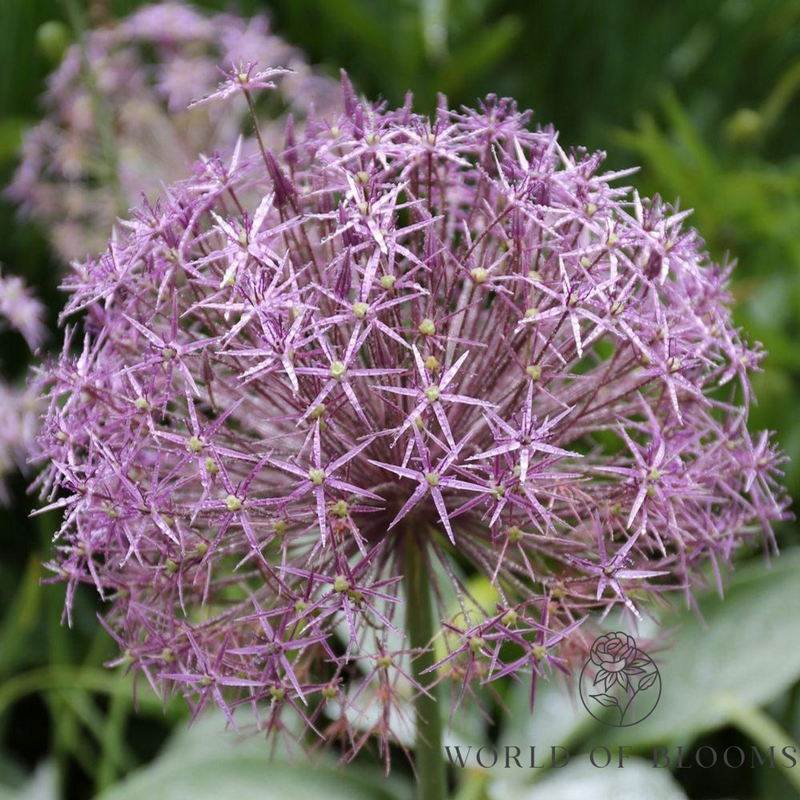 Allium Giant 'Christophii (Star of Persia)'