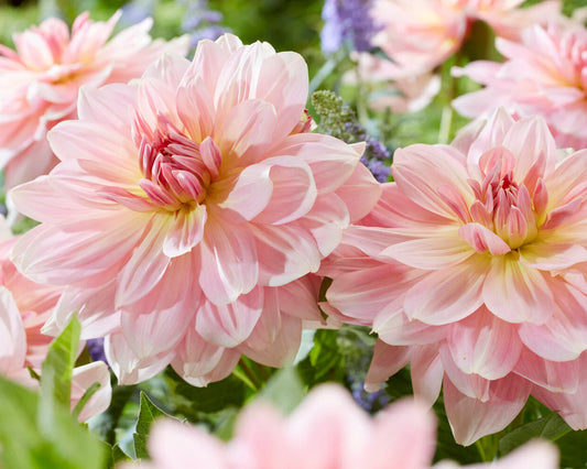 Dahlia Dinnerplate 'Fairway Pilot'