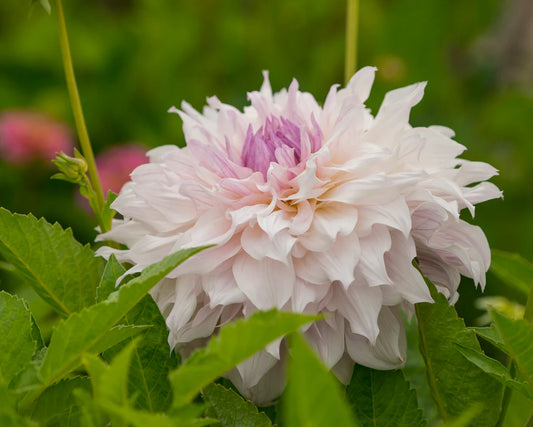 Dahlia Dinnerplate 'Shiloh Noelle'