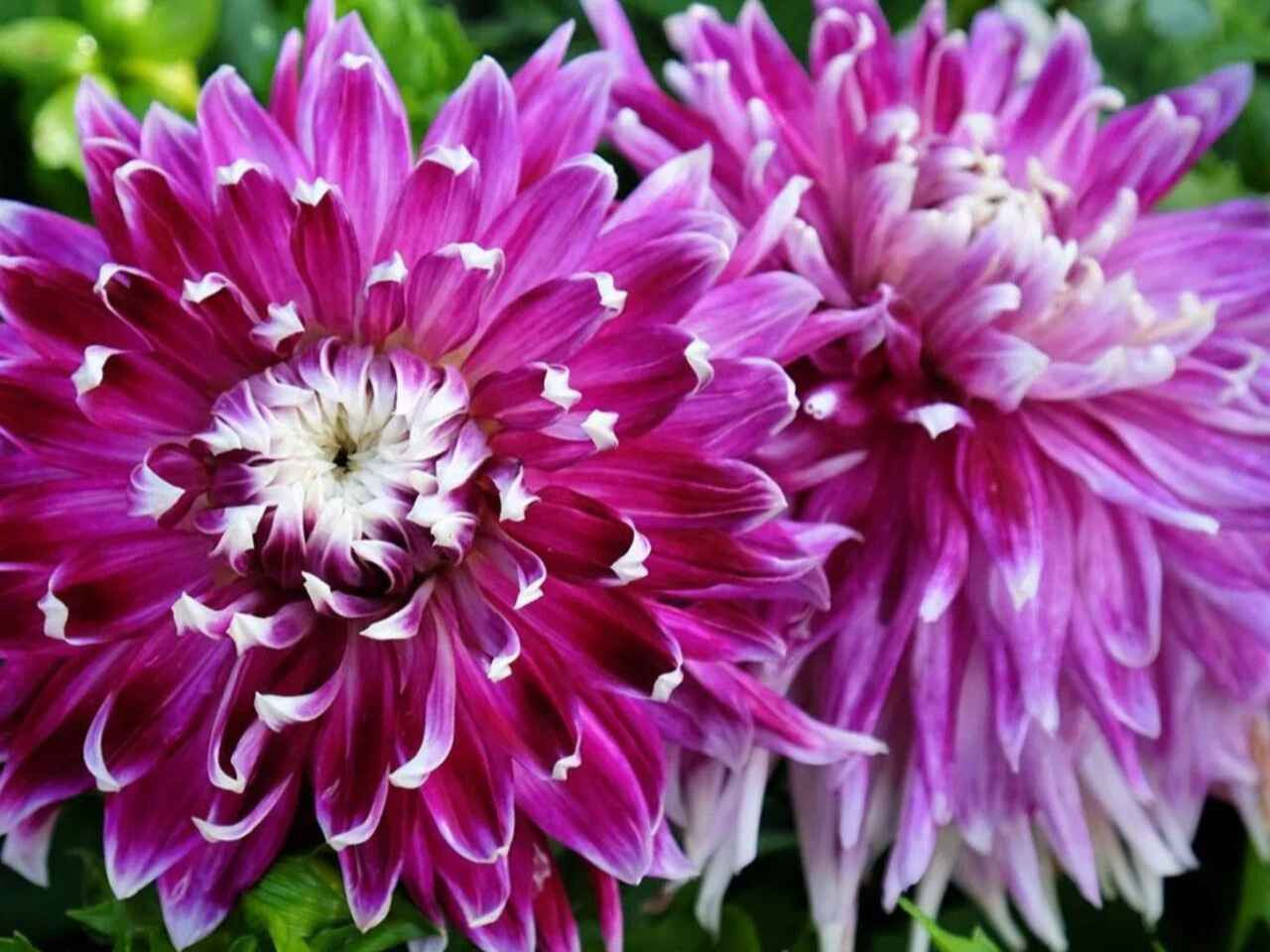 Dahlia Dinnerplate 'Vancouver'