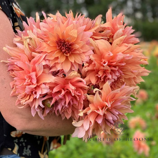 Dahlia Dinnerplate 'Mango Madness'