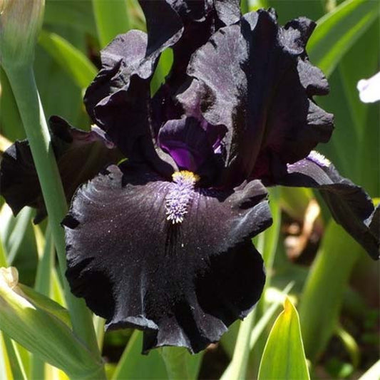 Bearded Iris 'All Night Long'