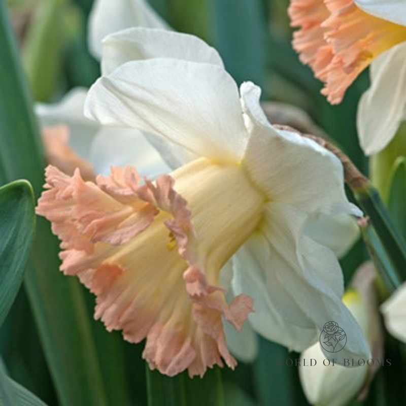 Daffodil Double 'British Gamble'