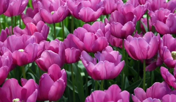 Tulip 'Purple Prince'