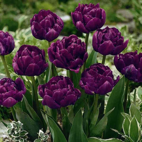 Tulip 'Royal Acres'