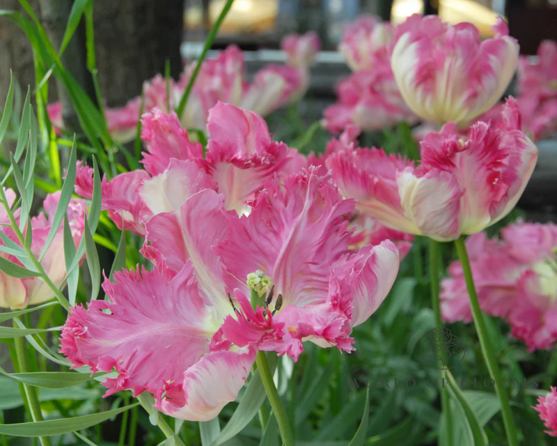 Tulip 'Silver Parrot'