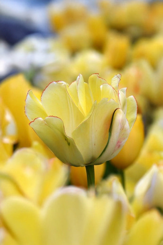 Tulip Double Late 'Akebono'